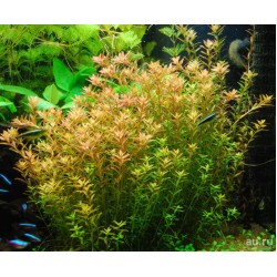 Ротала круглолистная индийская (Rotala indica)  Ротала круглолистная индийская (Rotala indica)