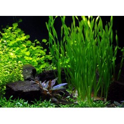 Vallisneria Spiralis