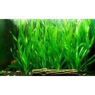 Валлиснерия Спиральная (Vallisneria Spiralis) Валлиснерия Спиральная (Vallisneria Spiralis)