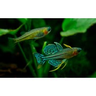 Pseudomugil gertrudae