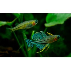 Pseudomugil gertrudae