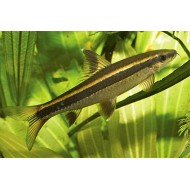 Cуматранская храмуля, Эпальцеоринх красивоплавничный  (лат. Epalzeorhynchos kalopterus)