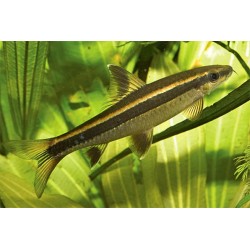 Cуматранская храмуля, Эпальцеоринх красивоплавничный  (лат. Epalzeorhynchos kalopterus) Cуматранская храмуля, Эпальцеоринх красивоплавничный  (лат. Epalzeorhynchos kalopterus)
