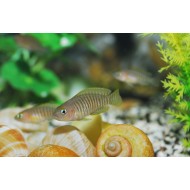 Лампрологус мультифасциатус (Lamprologus multifasciatus)