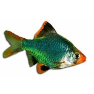 Барбус суматранский мутант (Puntius tetrazona var. Green)