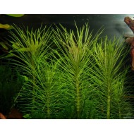 Погостемон эректус (Pogostemon erectus)