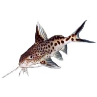 Синодонтис кукушка гибрид (Synodontis multipunctatus) Синодонтис кукушка гибрид (Synodontis multipunctatus)