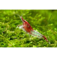 Neocaridina heteropoda var. Rili