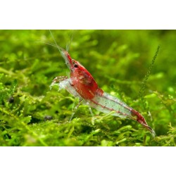 Neocaridina heteropoda var. Rili