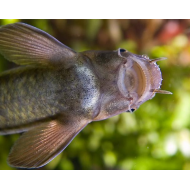 Гарра руфа (Garra rufa)