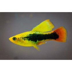 Пецилия флаговая или Парусная (SailFin Platy) Пецилия флаговая или Парусная (SailFin Platy)