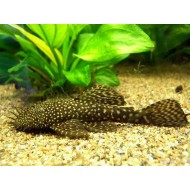 Анциструс обыкновенный (Ancistrus dolichopterus)