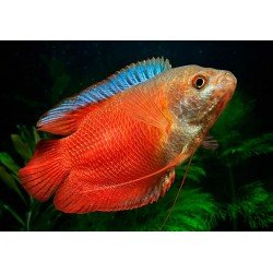 Лялиус Красный Неоновый (Colisa lalia Red Neon) Лялиус Красный Неоновый (Colisa lalia Red Neon)
