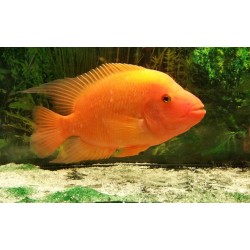 Цихлазома лабиатум (Amphilophus labiatus)