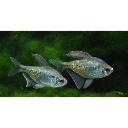 Tetra de diamant (Moenkhausia pittieri)