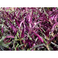 Хемиграфис узколистный (Hemigraphis Narrow)