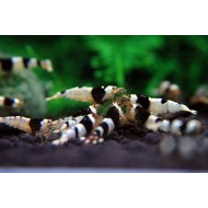Креветка Черный кристалл (Black Crystal Shrimp)
