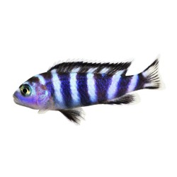 Демасони (Pseudotropheus Demasoni) Демасони (Pseudotropheus Demasoni)