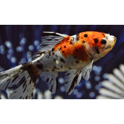 Комета ситцевая шубункин (Carassius auratus)  Комета ситцевая шубункин (Carassius auratus)