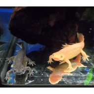 Испанский тритон (Lissotriton boscai)