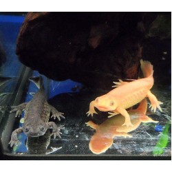 Испанский тритон (Lissotriton boscai) Испанский тритон (Lissotriton boscai)
