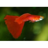 Гуппи красный (Guppy full red) Гуппи красный (Guppy full red)