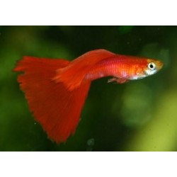 Гуппи красный (Guppy full red) Гуппи красный (Guppy full red)
