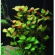 Ludwigia palustris 