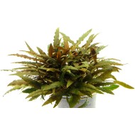 Криптокорина Вендта коричневая, зеленая (Cryptocoryne wendtii) Криптокорина Вендта коричневая, зеленая (Cryptocoryne wendtii)
