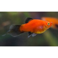Пецилия Редиска (Pintail Platy, Plumetail Platy) Пецилия Редиска (Pintail Platy, Plumetail Platy)