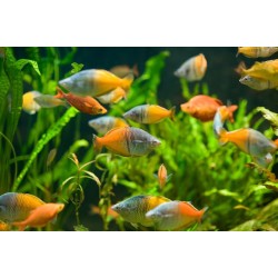 Меланотения боэсмана (Melanotaenia boesemani) Меланотения боэсмана (Melanotaenia boesemani)
