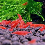 Креветка "Красный огонь" (Red Fire Shrimp) Креветка "Красный огонь" (Red Fire Shrimp)