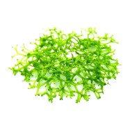 Риччия плавающая (Riccia fluitans) Риччия плавающая (Riccia fluitans)