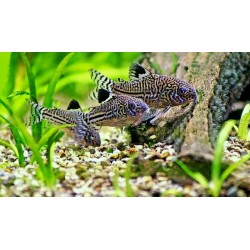 Коридорас леопардовый (Corydoras julii) Коридорас леопардовый (Corydoras julii)