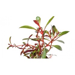 Людвигия рубин (Ludwigia Repens «Rubin») Людвигия рубин (Ludwigia Repens «Rubin»)