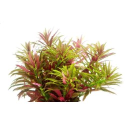 Лимнофила Ароматика Мини / Limnophila Aromatica Mini Лимнофила Ароматика Мини / Limnophila Aromatica Mini