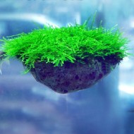 Плавающие камни вулканические (пемза)