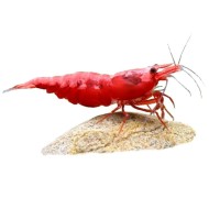 Креветка "Красный огонь" (Red Fire Shrimp) Креветка "Красный огонь" (Red Fire Shrimp)