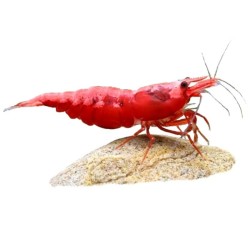 Креветка "Красный огонь" (Red Fire Shrimp) Креветка "Красный огонь" (Red Fire Shrimp)