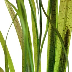 Валлиснерия Тигровая (Vallisneria nana «Tiger») Валлиснерия Тигровая (Vallisneria nana «Tiger»)
