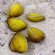 Корбикула, золотая двустворка или желтая яванская шаровка (Corbicula Javanicus) Корбикула, золотая двустворка или желтая яванская шаровка (Corbicula Javanicus)