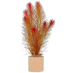 Rotala wallichii Rotala wallichii