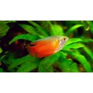 Colisa lalia red (Red Dwarf Gourami)