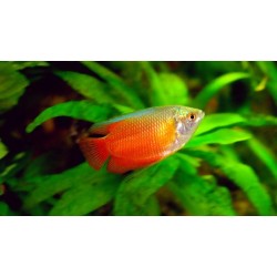 Colisa lalia red (Red Dwarf Gourami)