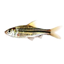 Барбус линейный (Striuntius lineatus) Барбус линейный (Striuntius lineatus)