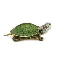 Красноухая черепаха (Trachemys scripta)