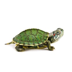 Красноухая черепаха (Trachemys scripta) Красноухая черепаха (Trachemys scripta)