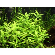 Гигрофила многосеменная (Hygrophila polysperma) Гигрофила многосеменная (Hygrophila polysperma)