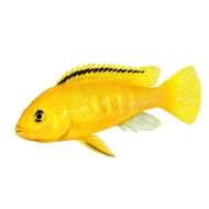 Лабидохромис еллоу (Labidochromis caeruleus "Yellow") Лабидохромис еллоу (Labidochromis caeruleus "Yellow")