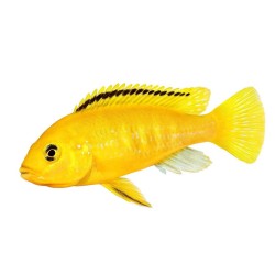 Лабидохромис еллоу (Labidochromis caeruleus "Yellow") Лабидохромис еллоу (Labidochromis caeruleus "Yellow")